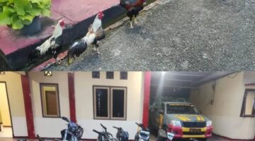 Polsek Padang Ulak Tanding Gerbek Sabung Ayam di Binduriang, 10 Ekor Ayam dan 11 Motor Diamankan Polisi