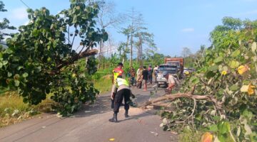 Gerak Cepat, Personel Polsek Donorojo Bersama Warga Evakuasi Pohon Tumbang di Jalur Benteng Portugis
