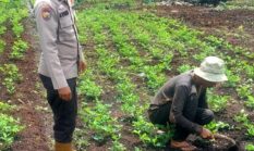 Dukung Swasembada Pangan Nasional, Polsek Teluk Belengkong Melalui Bhabinkamtibmas Bripka. Atprizon Sambangi Petani Kacang Tanah