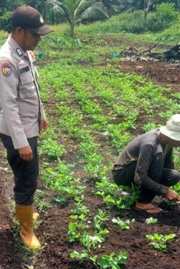 Dukung Swasembada Pangan Nasional, Polsek Teluk Belengkong Melalui Bhabinkamtibmas Bripka. Atprizon Sambangi Petani Kacang Tanah