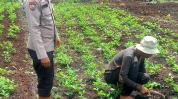 Dukung Swasembada Pangan Nasional, Polsek Teluk Belengkong Melalui Bhabinkamtibmas Bripka. Atprizon Sambangi Petani Kacang Tanah