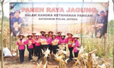 Brimob Jateng Panen 8 Ton Jagung di Kendal, Wujud Dukungan terhadap Program Ketahanan Pangan Nasional
