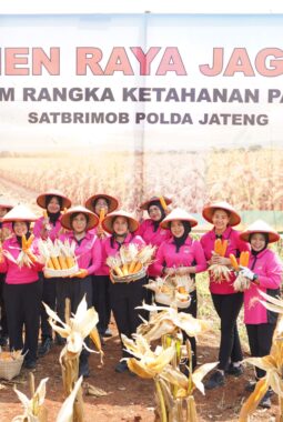 Brimob Jateng Panen 8 Ton Jagung di Kendal, Wujud Dukungan terhadap Program Ketahanan Pangan Nasional
