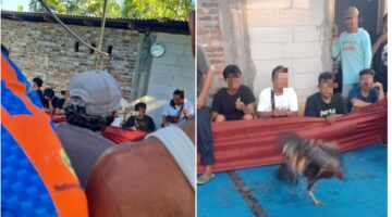 Diduga Aktivitas Sabung Ayam Kembali Meresahkan Warga Desa Wingko Tinumpuk, Masyarakat Minta Aparat Bertindak Tegas