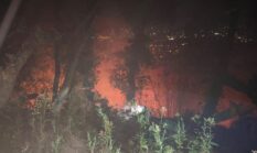 GEGER! JAGO MERAH AMUK KAKI GUNUNG PUTRI, RANCABANGO NYARIS DILAHAP SI JAGO MERAH!