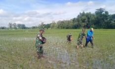 Babinsa Gesi Kawal Pemupukan Perdana, Dorong Produktivitas Padi Sejak Awal Tanam