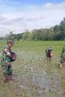 Babinsa Gesi Kawal Pemupukan Perdana, Dorong Produktivitas Padi Sejak Awal Tanam