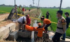 Polisi Dalami Tewasnya Sobak Pembagi Air Irigasi di Sambungmacan, Jenazah Ditemukan Tersangkut di Saluran Persawahan