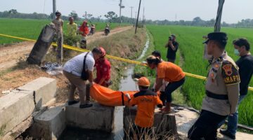 Polisi Dalami Tewasnya Sobak Pembagi Air Irigasi di Sambungmacan, Jenazah Ditemukan Tersangkut di Saluran Persawahan