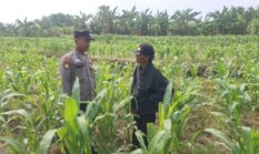 Personil Polsek Bareng Laksanakan Peninjauan Tanaman Jagung Dukung Program Ketahanan Pangan