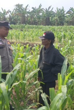 Personil Polsek Bareng Laksanakan Peninjauan Tanaman Jagung Dukung Program Ketahanan Pangan