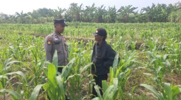 Personil Polsek Bareng Laksanakan Peninjauan Tanaman Jagung Dukung Program Ketahanan Pangan