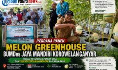 Perdana Panen Melon Greenhouse BUMDes Jaya Mandiri Korowelanganyar, Jadi Edukasi Pertanian Modern bagi Anak-anak