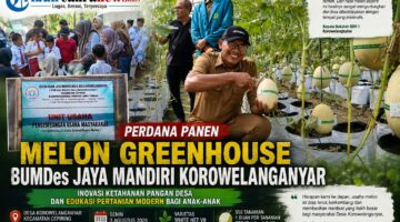 Perdana Panen Melon Greenhouse BUMDes Jaya Mandiri Korowelanganyar, Jadi Edukasi Pertanian Modern bagi Anak-anak