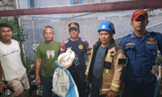 Tim Damkar Garut Evakuasi King Kobra Sepanjang 2,5 Meter dari Rumah Warga Bungbulang