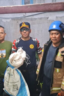 Tim Damkar Garut Evakuasi King Kobra Sepanjang 2,5 Meter dari Rumah Warga Bungbulang