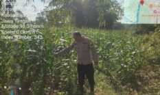Tiga Polsek Bergerak Jaga Jagung, Polres Sragen Perkuat Ketahanan Pangan dari Lahan Petani