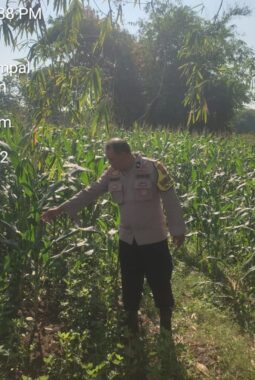 Tiga Polsek Bergerak Jaga Jagung, Polres Sragen Perkuat Ketahanan Pangan dari Lahan Petani