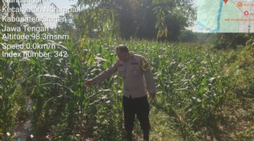 Tiga Polsek Bergerak Jaga Jagung, Polres Sragen Perkuat Ketahanan Pangan dari Lahan Petani
