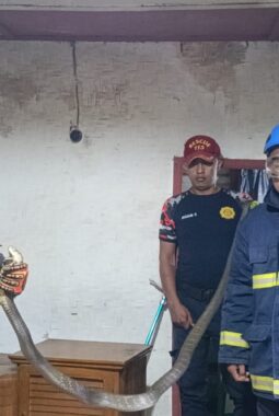 Linggunung Hanjuang  Teror King Kobra 3,5 Meter Bersembunyi di Bawah Rak TV, Tim Damkar Bergerak Cepat