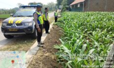Polsek Masaran Pastikan Tanaman Jagung LBS Tumbuh Sehat, Dukung Ketahanan Pangan di Sragen