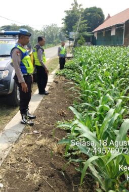 Polsek Masaran Pastikan Tanaman Jagung LBS Tumbuh Sehat, Dukung Ketahanan Pangan di Sragen