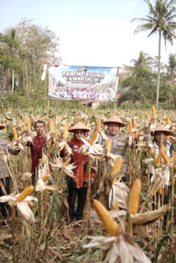 Polres Purworejo Panen 4 Ton Jagung, Dukung Ketahanan Pangan Nasional