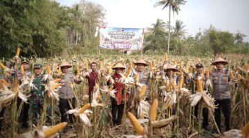 Polres Purworejo Panen 4 Ton Jagung, Dukung Ketahanan Pangan Nasional