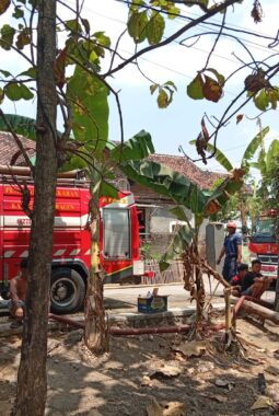 Kandang Sapi Terbakar, Polisi Bergerak Cepat Evakuasi Ternak di Ngrampal