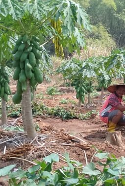 ‎Warga Jatiroto, Wonogiri Nekat Keluarkan Modal Puluhan Juta Untuk Uji Coba Tanam Pepaya dan Buah Semangka di Musim Kemarau  ‎