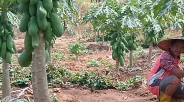 ‎Warga Jatiroto, Wonogiri Nekat Keluarkan Modal Puluhan Juta Untuk Uji Coba Tanam Pepaya dan Buah Semangka di Musim Kemarau  ‎