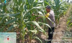 Jagung 65 Hari Tumbuh Subur, Polsek Sumberlawang Pastikan Lahan LBS Siap Panen Oktober