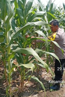 Jagung 65 Hari Tumbuh Subur, Polsek Sumberlawang Pastikan Lahan LBS Siap Panen Oktober