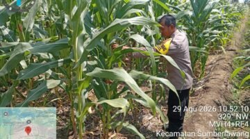 Jagung 65 Hari Tumbuh Subur, Polsek Sumberlawang Pastikan Lahan LBS Siap Panen Oktober