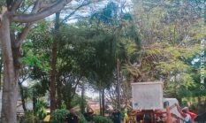 Aduan Warga Langsung Direspons, DLH Jombang Sigap Tangani Pohon Lebat di Kawasan Stadion
