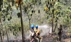 Kebakaran Lahan Tiga Hektare di Garut, Api Hanguskan Kebun Balsa Akibat Pembakaran Sisa Tebangang