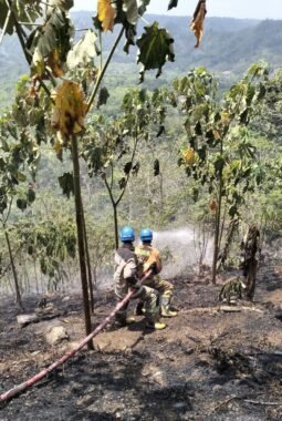 Kebakaran Lahan Tiga Hektare di Garut, Api Hanguskan Kebun Balsa Akibat Pembakaran Sisa Tebangang