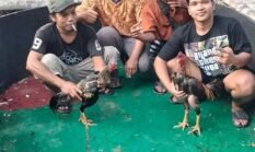 Dugaan Pelanggaran Berlapis Telaga Sari: Dari Penyerobotan Lahan Garapan hingga Sarang Perjudian Dadu & Sabung Ayam ‘Edy alias Sembiring’