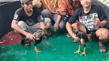 Dugaan Pelanggaran Berlapis Telaga Sari: Dari Penyerobotan Lahan Garapan hingga Sarang Perjudian Dadu & Sabung Ayam ‘Edy alias Sembiring’