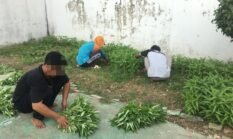 Panen Rutin Kangkung, Lapas Pati Dorong Produktivitas dan Kemandirian Warga Binaan