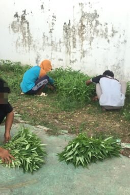 Panen Rutin Kangkung, Lapas Pati Dorong Produktivitas dan Kemandirian Warga Binaan