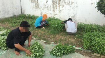 Panen Rutin Kangkung, Lapas Pati Dorong Produktivitas dan Kemandirian Warga Binaan