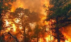Kabut Asap dan Hilangnya Habitat — Inilah Dampak Kebakaran Hutan dan Lahan di Indonesia
