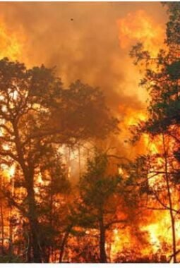 Kabut Asap dan Hilangnya Habitat — Inilah Dampak Kebakaran Hutan dan Lahan di Indonesia