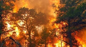 Kabut Asap dan Hilangnya Habitat — Inilah Dampak Kebakaran Hutan dan Lahan di Indonesia