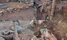 9 Ekor Kambing Mati Di Kandang, Diduga Diserang Anjing Liar Kerugian 4Jt