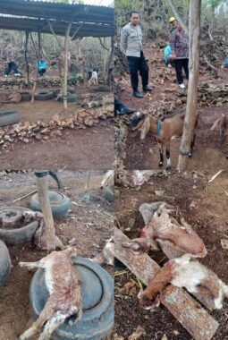 9 Ekor Kambing Mati Di Kandang, Diduga Diserang Anjing Liar Kerugian 4Jt
