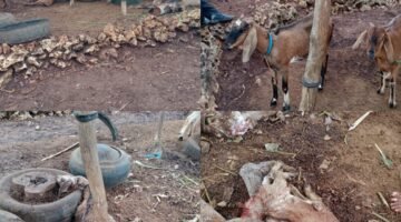 9 Ekor Kambing Mati Di Kandang, Diduga Diserang Anjing Liar Kerugian 4Jt